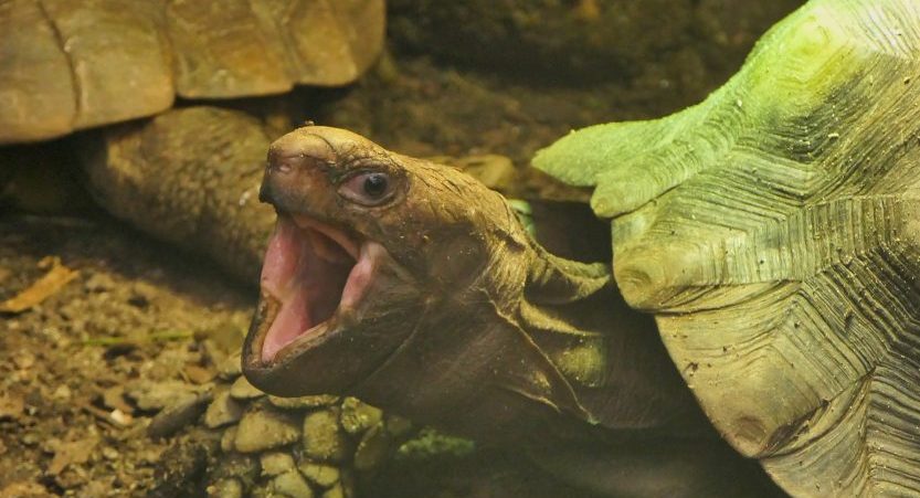 Does Tortoise Have Teeth