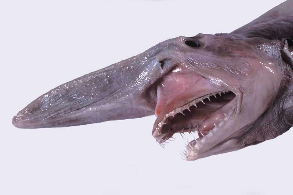 What Shark Has 300 Rows of Teeth