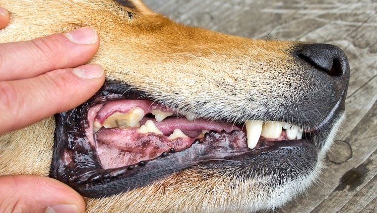 Abscessed Tooth in Dogs