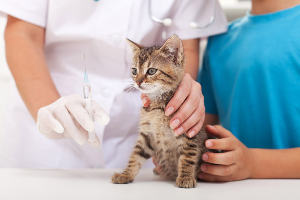 Does My Cat Need The Fvrcp Vaccine