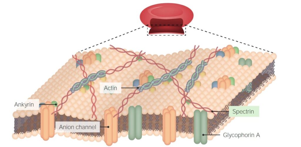 Is the Plasma Membrane a Part of The Cytoskeleton
