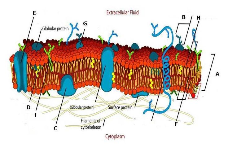 Label the Structures Of The Plasma Membrane and Cytoskeleton.