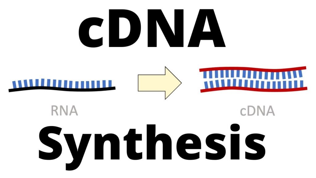 Rna to Cdna kit