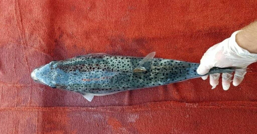 How Poisonous Are Toad Fish