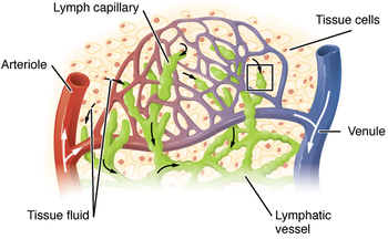 Lymph meaning in Biology