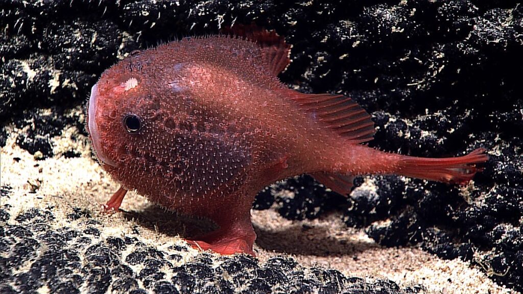 What is The Fishes Toad