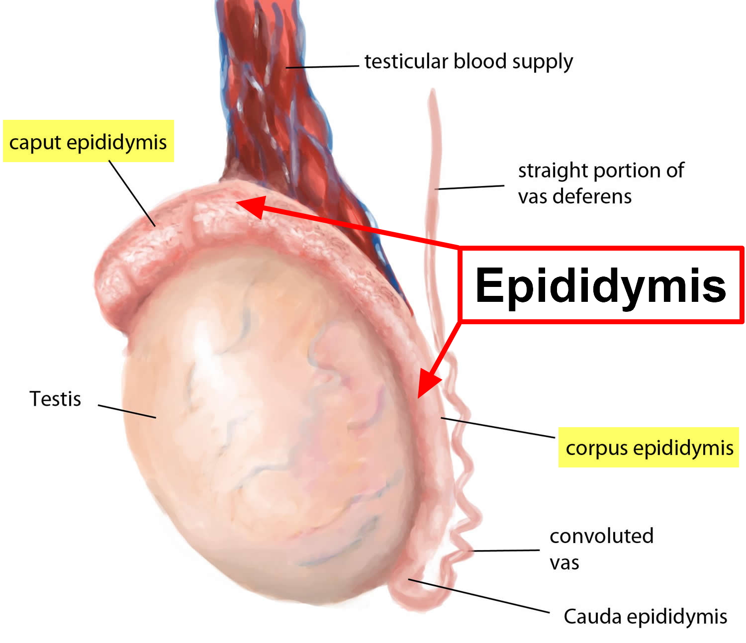 Does epididymitis go away on its own