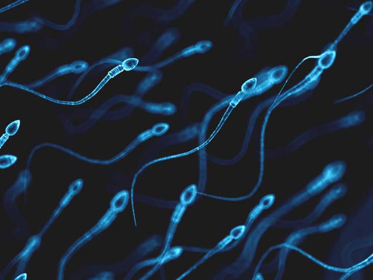 How long does it take for sperm to die