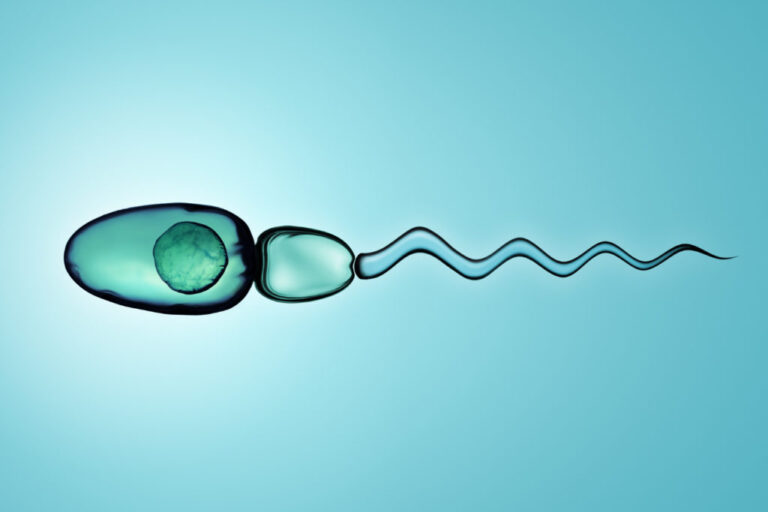 What Is Male Sperm Called 