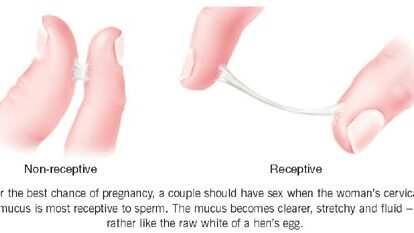 Which type of sperm is good for pregnancy