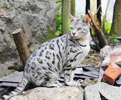 What is the rarest Bengal color