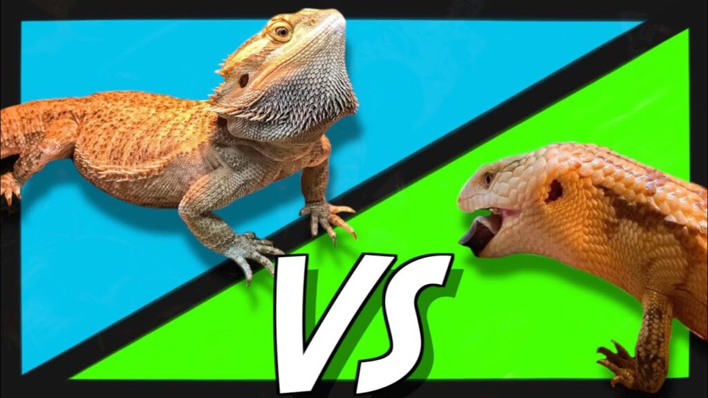 Can blue tongue skinks live with bearded dragons