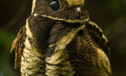 Can you have the great eared nightjar as a pet