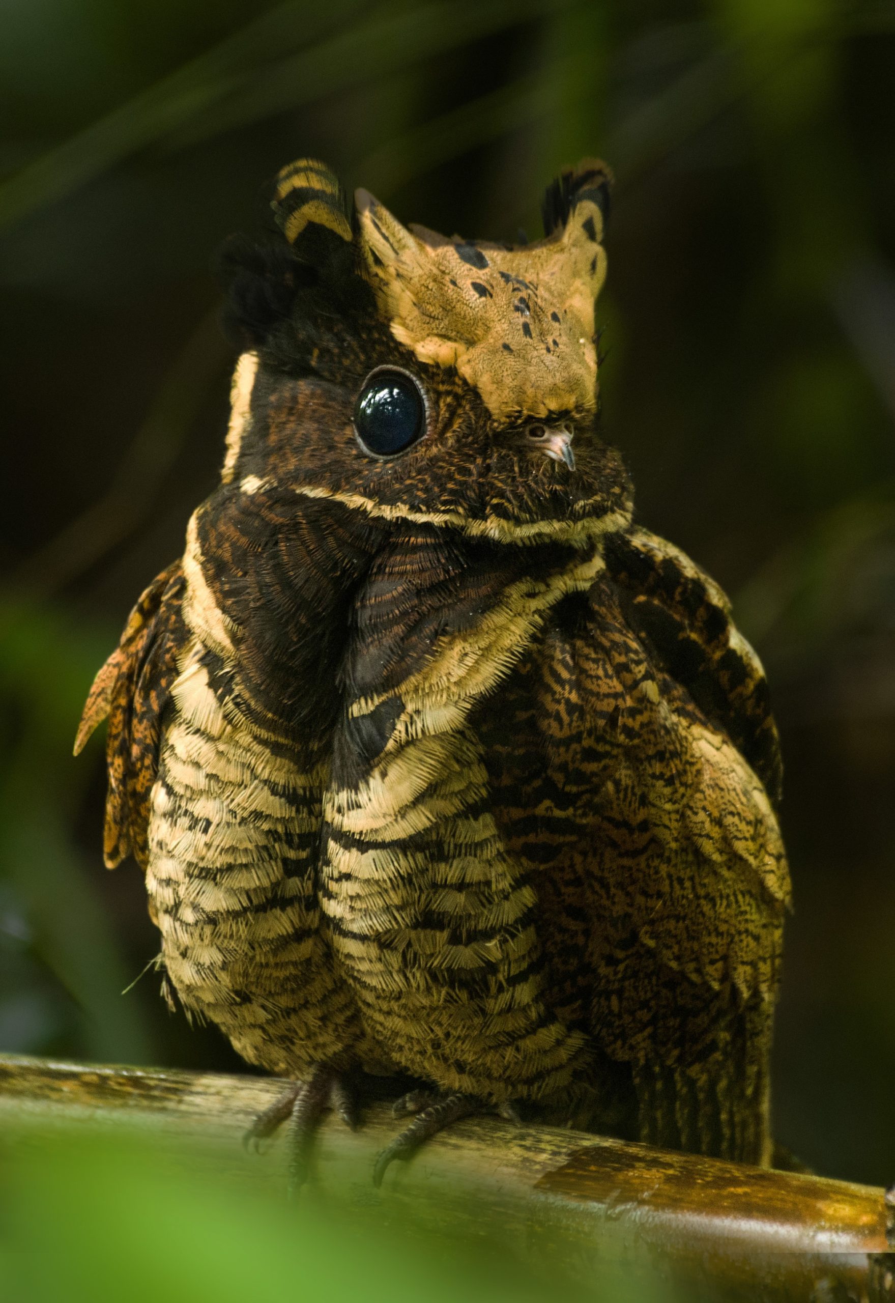 Can you have the great eared nightjar as a pet