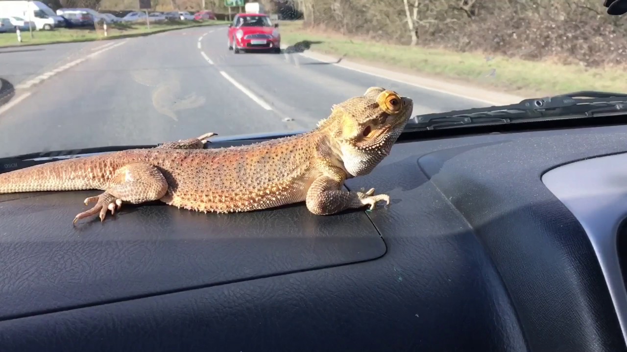 Can you travel with bearded dragons?