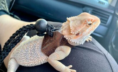 Can-you-travel-with-bearded-dragons