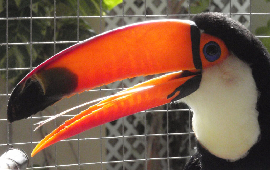 Why do toucans have long tongues