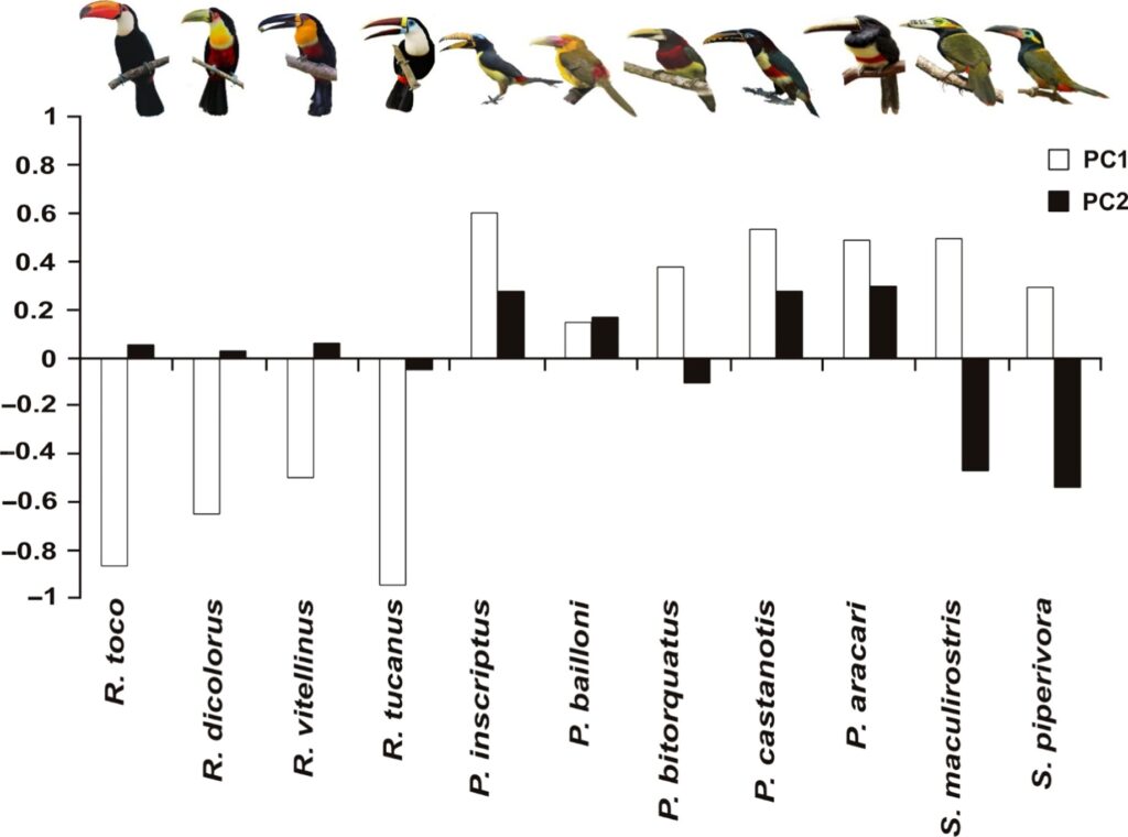 What did toucans evolve from