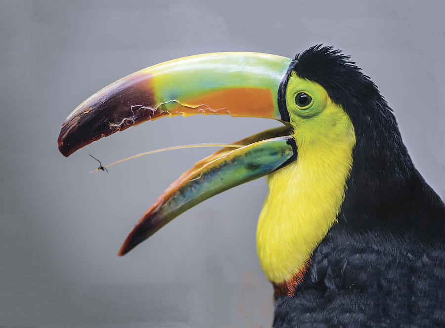 Do toucans have tongues