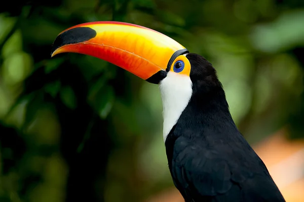 Why do toucans have long narrow frayed tongue
