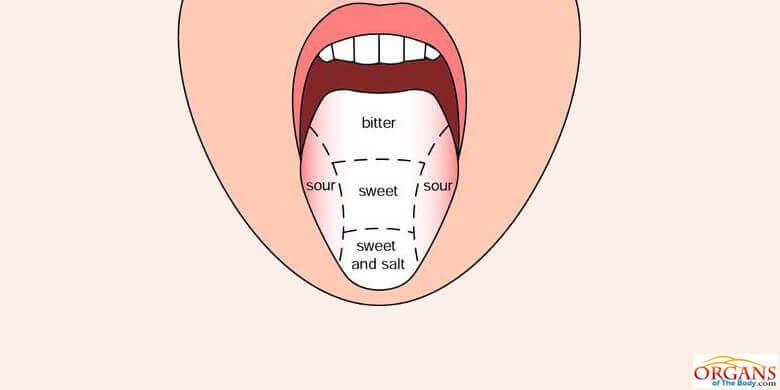 What are the 5 parts of the tongue