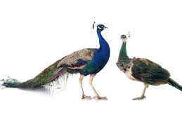What's the lifespan of a peacock