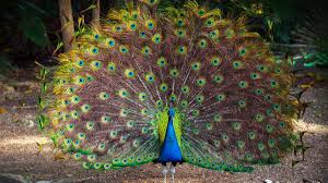 What colour is peacock colour