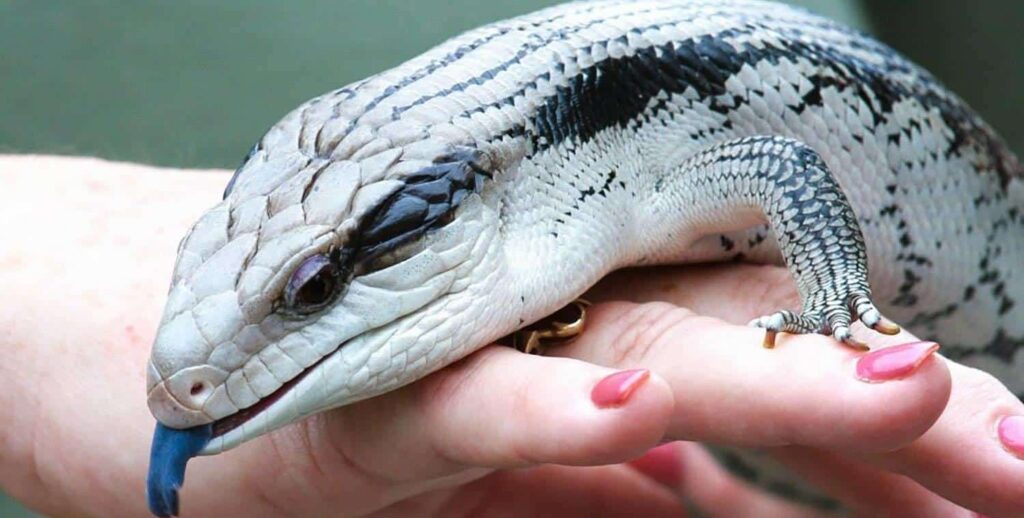 How much is a northern blue tongue skink