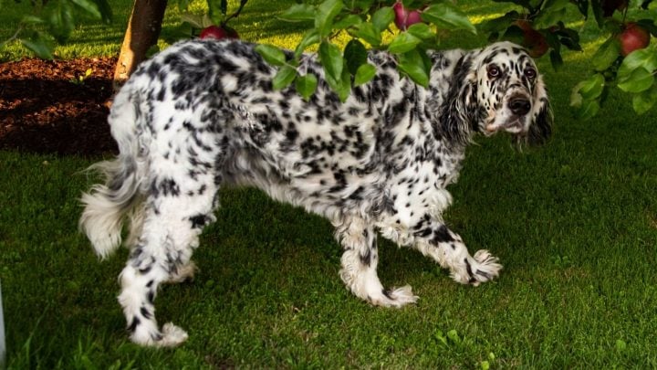 Is there such thing as a long haired Dalmatian?
