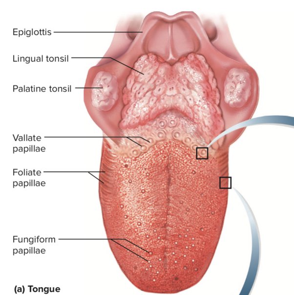 swollen-taste-buds-on-tongue