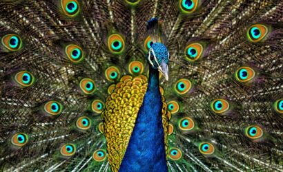 What are the Colours of a peacock
