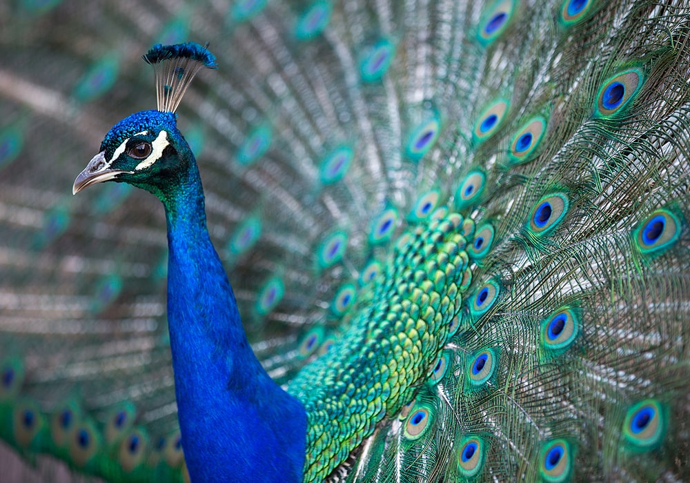 What do peacocks symbolize