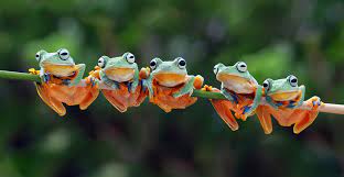 What's a group of frogs called