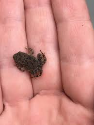 Why are there so many baby toads in my yard