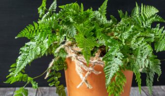 How do you take care of a rabbit foot fern