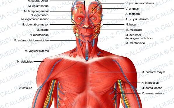 What is the line in the middle of your chest called
