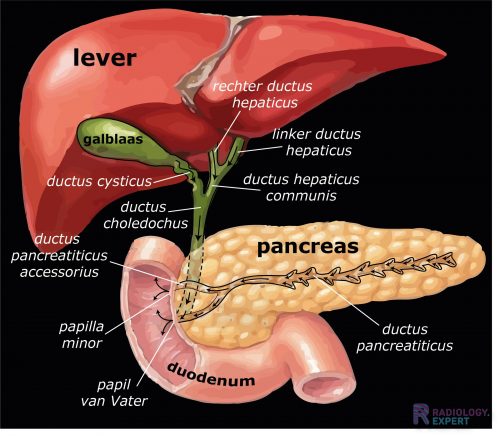 What are the 3 parts of the pancreas