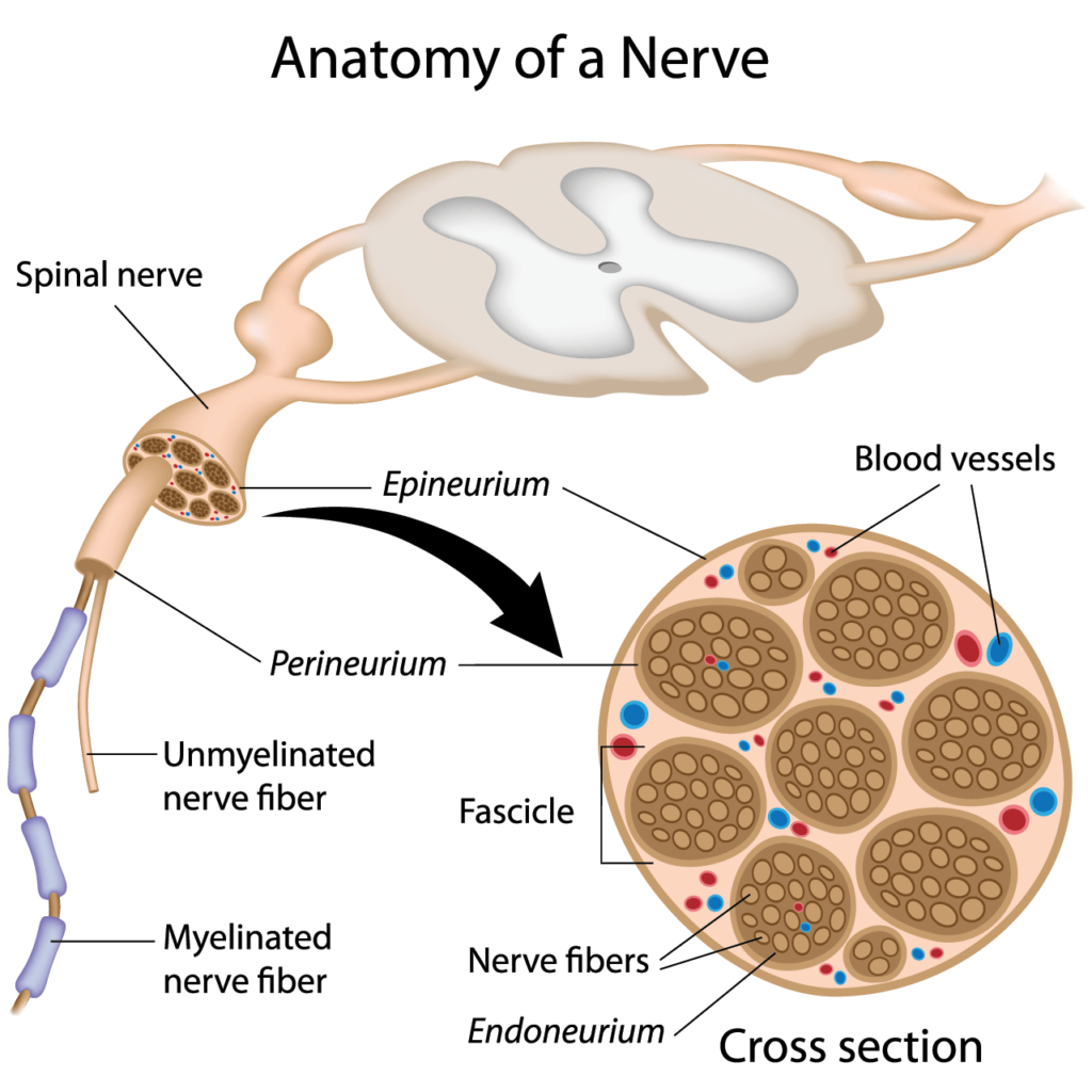 How long does it take for nerves to heal after back surgery
