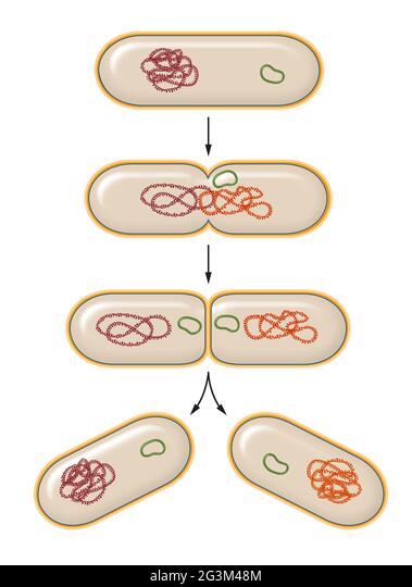How does a Bacterium reproduce