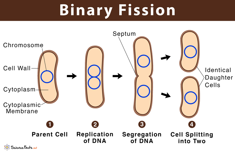 How do bacteria divide by binary fission