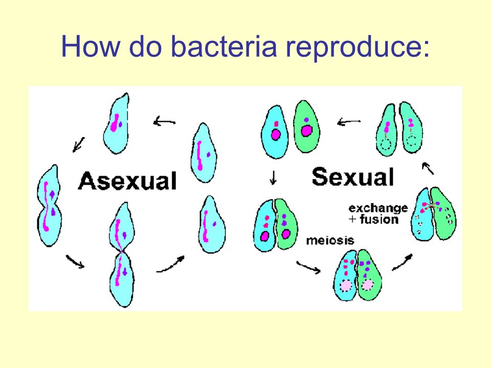 What are the 3 ways bacteria reproduce