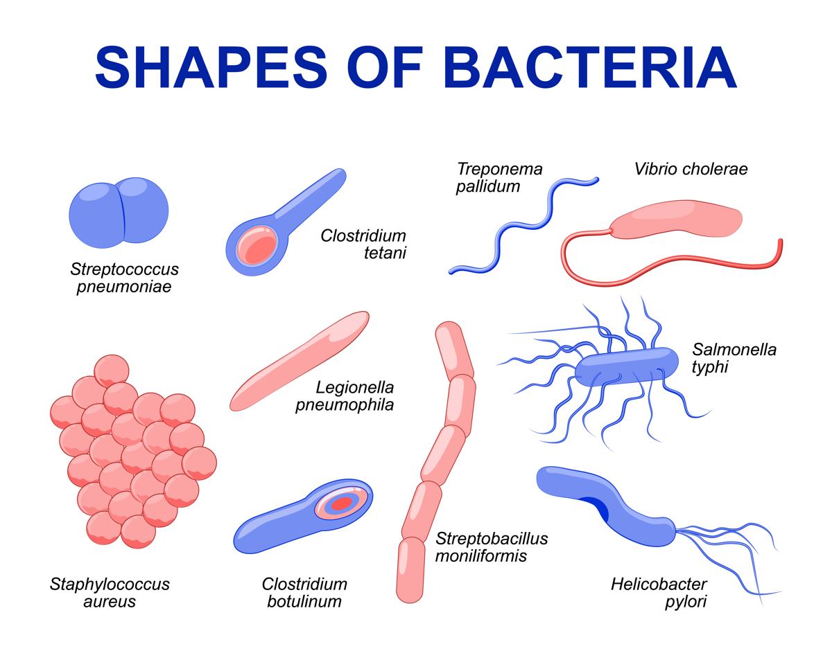 What Results When A Single Bacterium Reproduces